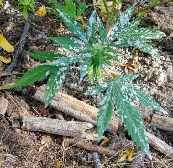 Marijuana plant sprayed with deadly pesticide Marijuana plant sprayed with deadly pesticide