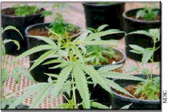 Photograph of marijuana plants.