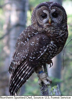Northern Spotted Owl.  Courtesy of U.S. Forest Service.