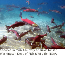 Sockeye Salmon. Courtesy of Travis Nelson, Washington Dept. of Fish & Wildlife, NOAA Sockeye Salmon. Courtesy of Travis Nelson, Washington Dept. of Fish & Wildlife, NOAA