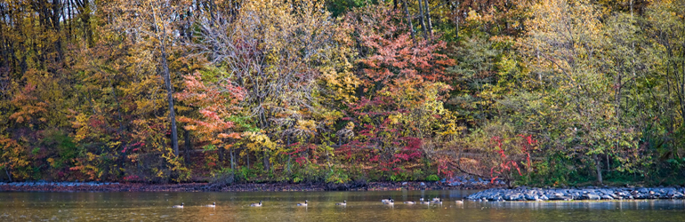 of ducks crossing a river.