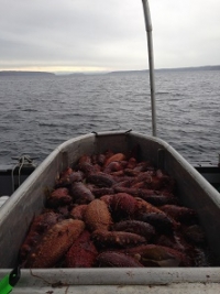 Sea Cucumber harvest Sea Cucumbers in boat