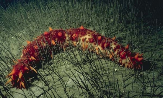 Sea Cucumber Sea Cucumber