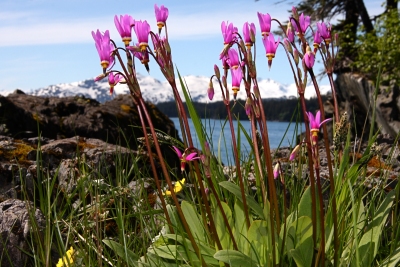 Shooting Stars - Flowers of Alaska