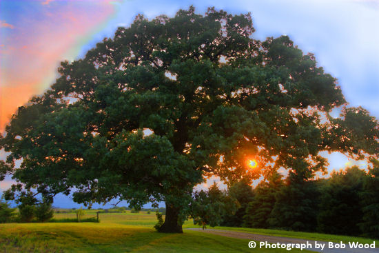 Lansing Tree