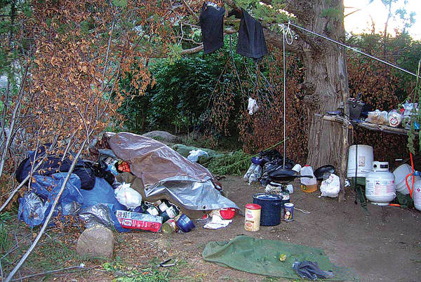 Photo of an outdoor marijuana grow encampment.