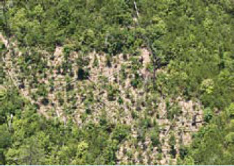 Photo showing an aerial view of a large cannabis grow operation located in the Cherokee National Forest, in 2008.