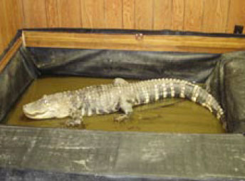 Photo showing a room with an alligator that was found at a grow operation.