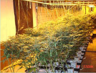 Photo showing numerous cannabis plants that were seized at a grow operation.