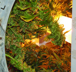 Photo of contents of a rotary garden machine.