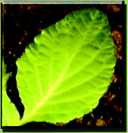 Hoja de Salvia divinorum.