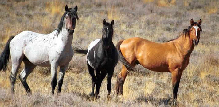 Hero Public Land Wild Horses Courtesy of Bureau of Land Management