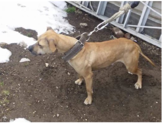 U.S. v. Rasheem Richardson