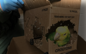Yellow-Headed Amazon parrot
