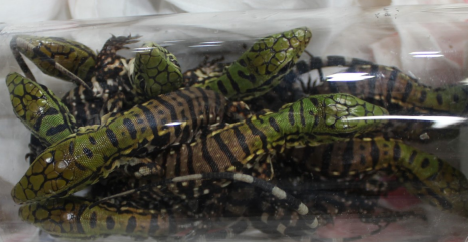 Argentine tegus