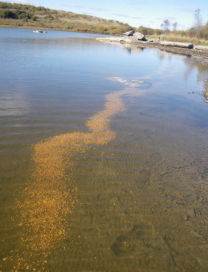 Baited pond