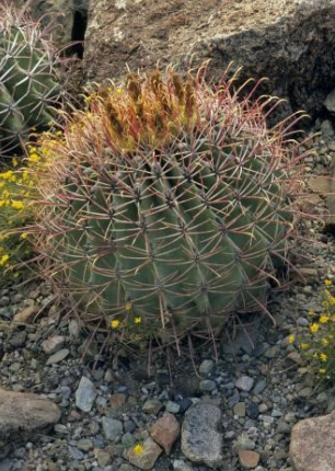 Barrel cactus at Saguaro National Park - Getty Images