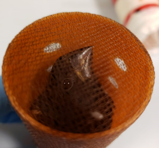 Bird smuggled inside plastic curlers