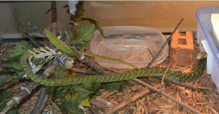 Black Mamba