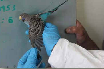 Budgerigar