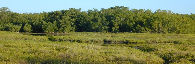 Coastal Salt Marsh Everglades National Park, Courtesy of USGS