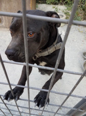 Dog rescued from Moody Residence