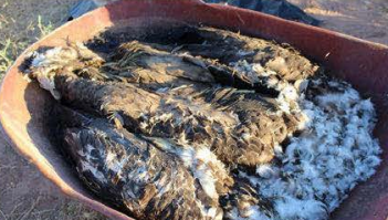 Eagle remains