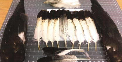 Golden eagle feathers, a set of wings, and a tail from two different eagles 
