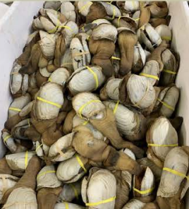 Geoduck saltwater clams