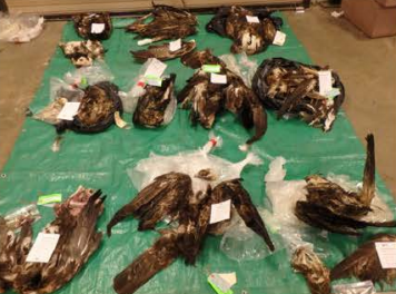 Ten golden eagles taken at the Golden Hills Wind Facility in Alameda County, Calif., between April 2016 and May 2017 