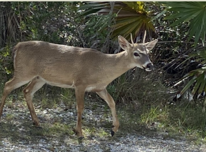 Key deer