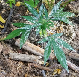 Marijuana plant sprayed with pesticide