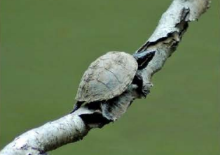 Common musk turtle
