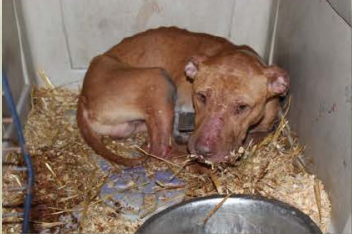 Rescued pitbull-type dog