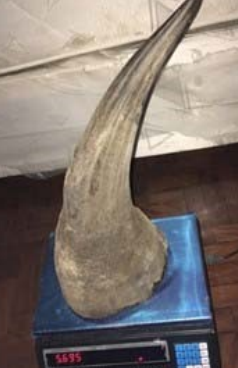 Rhino horn