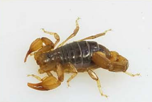 Live scorpion shipped via U.S. Mail