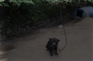 Dog seized from Harvey's residence