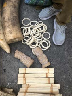 Authorities seized these items, along with 2,067 pounds of ivory and 75 pounds of pangolin scales