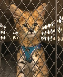 Serval