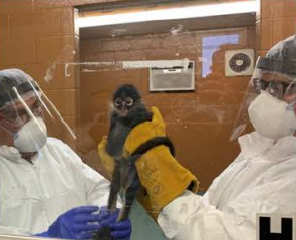Rescued spider monkey