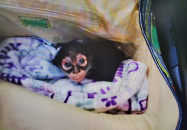 Mexican spider monkey