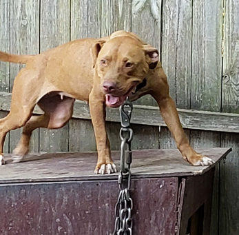 Dog taken from Thorne's property
