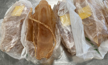 Totoaba bladders
