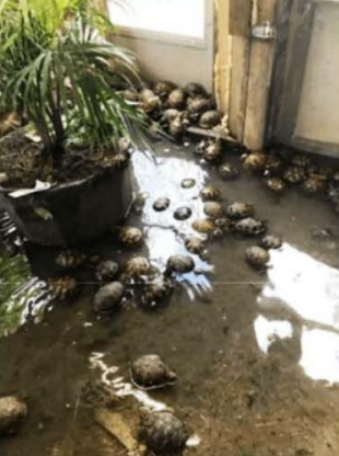 Turtles kept in Cool's flooded basement
