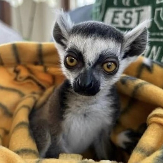 A baby ring-tailed lemur sits in the folds of a blanket.