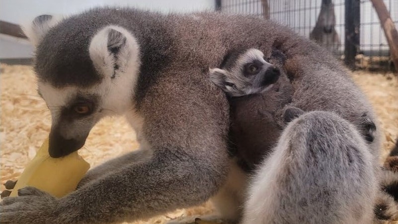 A baby ring-tailed lemur clings to its mother.