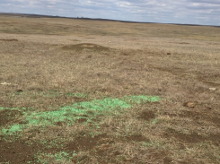 Green bait visible on the ground