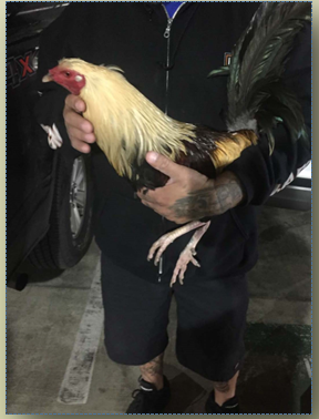 Blonde rooster” used for fighting