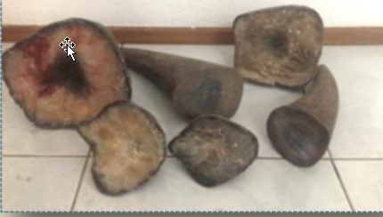 Rhino Horns