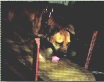 Dog forced to run on treadmill